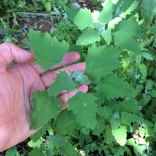 Four Season Foraging | I remember when I first started foraging twenty years ago, I initially focused on plentiful and weedy wild greens. I think this is the case... | Instagram