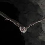  Vampire bat's blood-only diet 'a big evolutionary win'