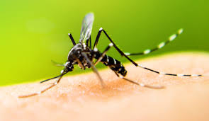 Mosquito Spraying Initiated in Lantana After Detection of West Nile Virus Sample - 1