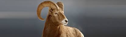 Image result for GOAT