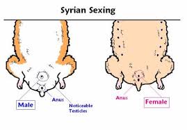 Výsledok vyhľadávania obrázkov pre dopyt mating syrian hamsters