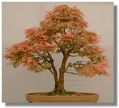 Image result for ‫بونسای‬‎