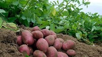 Poland’s 2024 potato harvest hits 6.35 million tons despite quality challenges