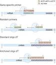 Realtime PCR (qPCR) primer design using free online software