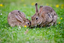 Image result for RABBIT