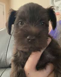 Hi all! I just wanted to introduce myself and share a photo I took of my miniature Schnauzer Misha. My first small dog and I'm in love. He will be 5 months
