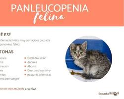 Imagen de Gato enfermo con panleucopenia