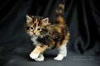 Calico cat - , the free encyclopedia
