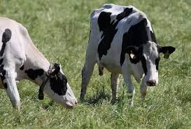 USDA Launches Dairy Relief Program to Assist Farmers Affected by Financial Losses - 1