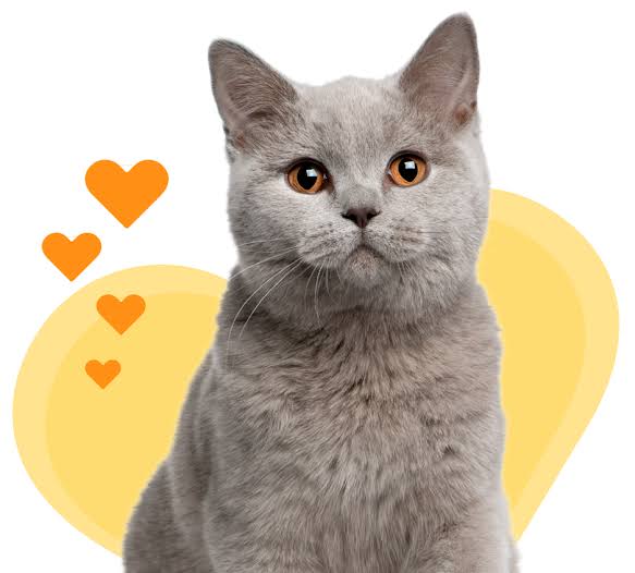 Get A Cat Insurance Quote | Perfect Pet