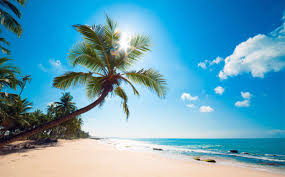 Image result for palm tree on a beach