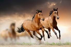 Image result for HORSE