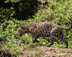 Imagem de Jaguar stalking prey in the Pantanal