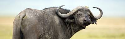Image result for cape buffalo