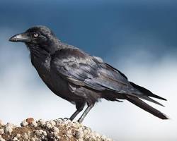 Image of Australian Raven (غراب أسترالي)