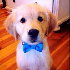 Resultado de imagen para imagenes cute