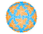 Picture of Orthoreovirus