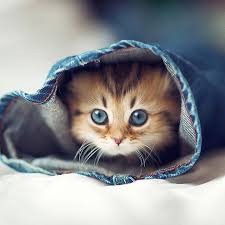 Resultado de imagen para imagenes cute