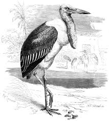 Risultati immagini per marabu