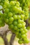 Image result for small grapes name