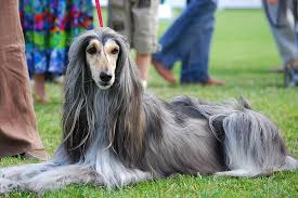  Ποιες είναι οι συνήθεις νόσοι του Afghan hound;