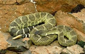 Bildergebnis für rattlesnake