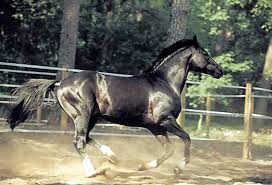 images?q=tbn:ANd9GcQdZGTa6FQgsBQ6DMDXyxVYu2hEJktXMkLizmiXCKNwphtHDrJx0A