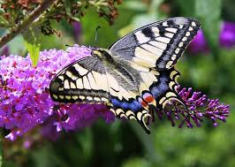 Image result for butterflies