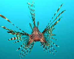 Imagem de Peixedragão