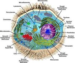 Image result for organisms and their environment