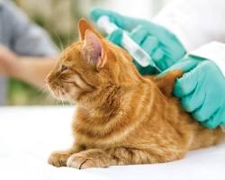 Imagen de Gatito siendo vacunado