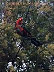Montefiori collection 2 parrots together <?=substr(md5('https://encrypted-tbn1.gstatic.com/images?q=tbn:ANd9GcQdrXUMoQw_DiLcZc4ODInYE9SV2hVCZJESDmoR-ffAZmNagRiZmOYED94'), 0, 7); ?>