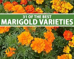 صورة different types of marigold flowers