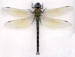 Résultat de recherche d'images pour "dragonfly"