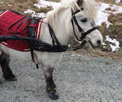 Image result for minature horse shoes