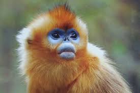 Image result for MONKEYS