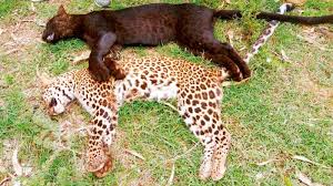 Image result for images of bandipur national park