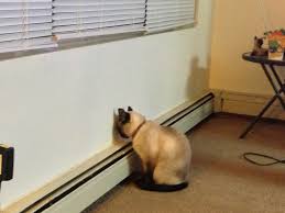 Résultat de recherche d'images pour "cat toothbrush gif"