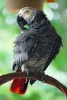 pictures of 2 parrots talking voiceovers unlimited nyc