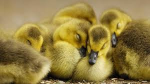 Image result for ducks