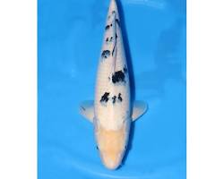 Image of Shiro Bekko koi fish