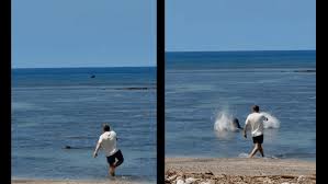 Washington man detained after allegedly throwing rock at Hawaiian monk seal in viral video