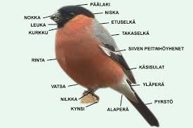 Kuvahaun tulos haulle linnut