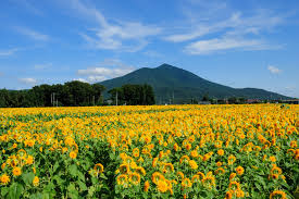 「筑波山」の画像検索結果