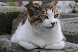 Image result for cat