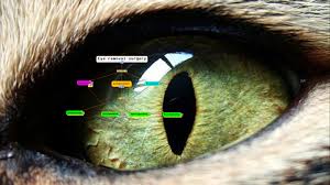 Image result for eyeball enucleation cattle