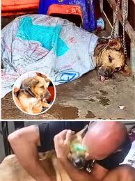 In parts of Southeast Asia, the trade and consumption of dog ...