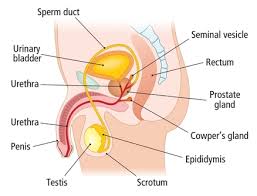 Image result for how to insert male organ into female organ