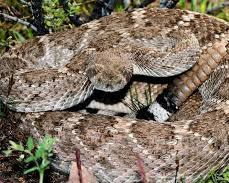 Image of Western Diamondback Rattlesnake