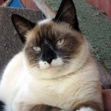 Résultat de recherche d'images pour "snowshoe cat"